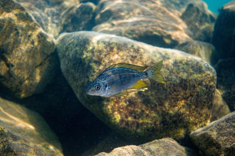 Ophthalmotilapia nasuta 'Lake Shore Lodge Kipili'